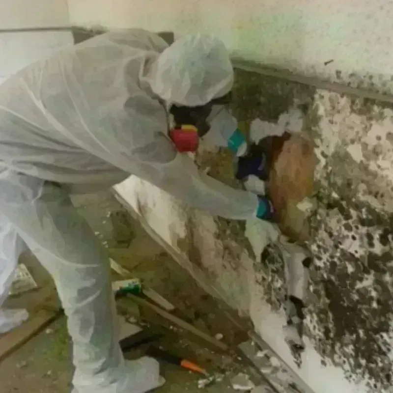 Mold Remediation and Removal in Eads, CO